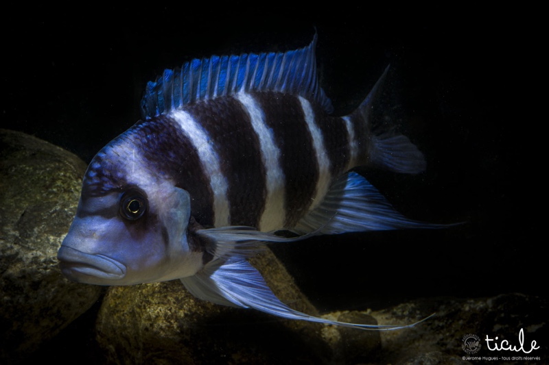 Cyphotilapia gibberosa 'Mtoto'
